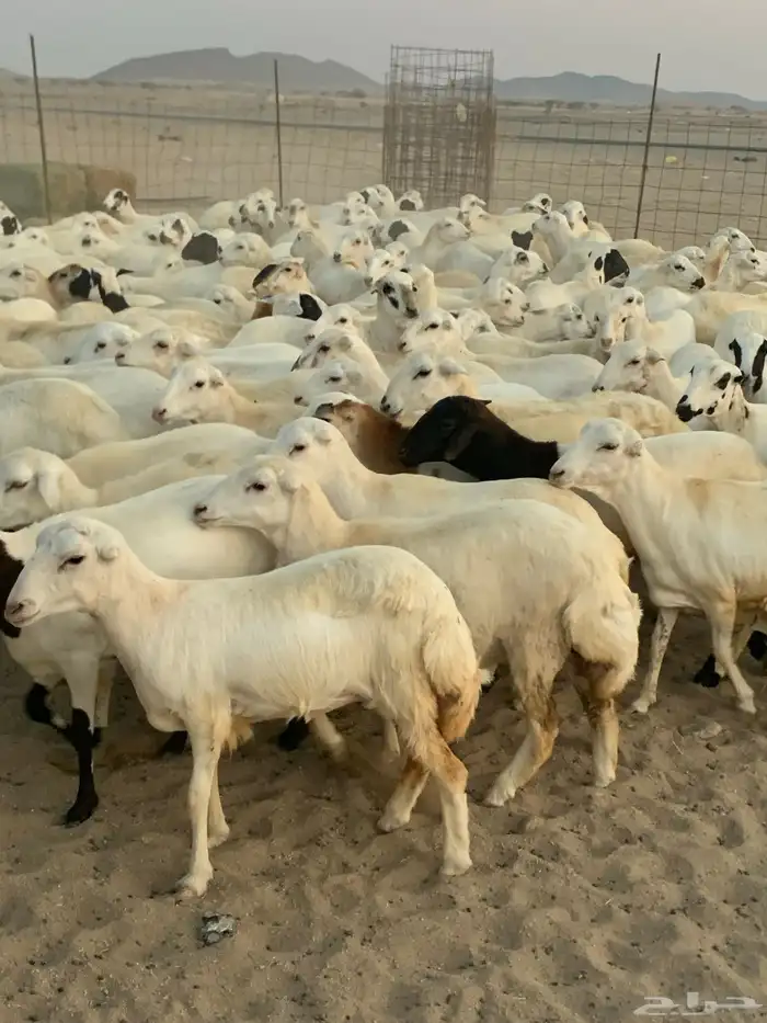 للبيع رخال دفيع منوة المقني 10