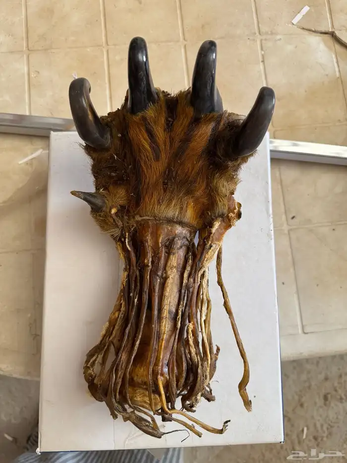 مخلب نمر عربي محنط للبيع العلا 0