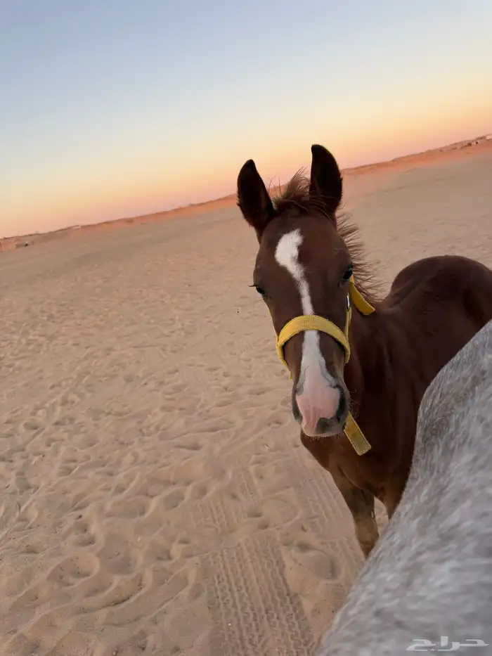 فرس وتحتها مهر شعبيه (9000) من شراء يربح 0