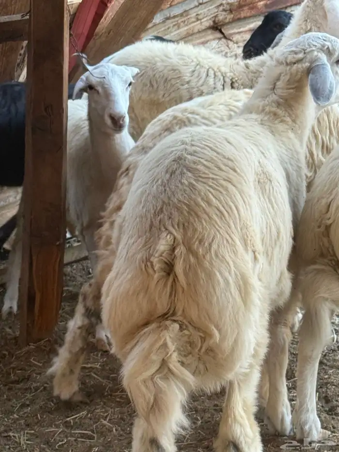 طلي حري من حلال الوالد فل مقفل شعير برسيم 0