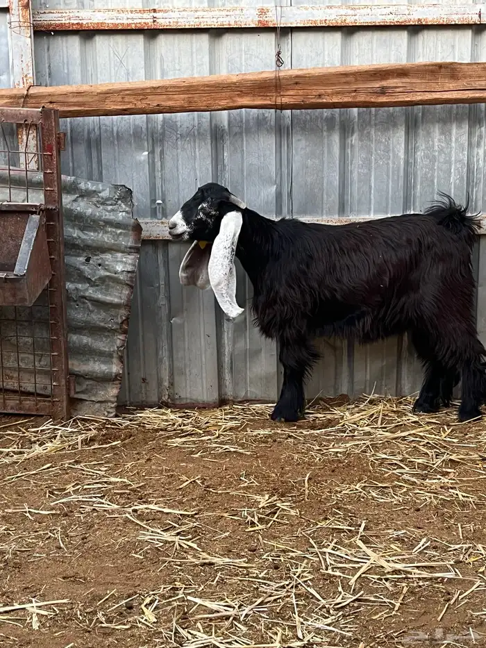 جفار مع فحل عارضيات صنف 3