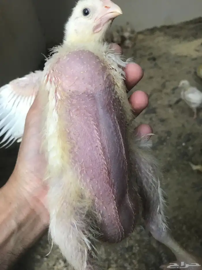 ذكور سمان عرض خاص جمله 2