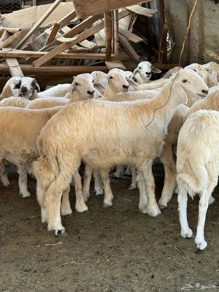 اللي عنده مناسبة ويبي طليان تجمله تربية شايب مراح يدخل 1