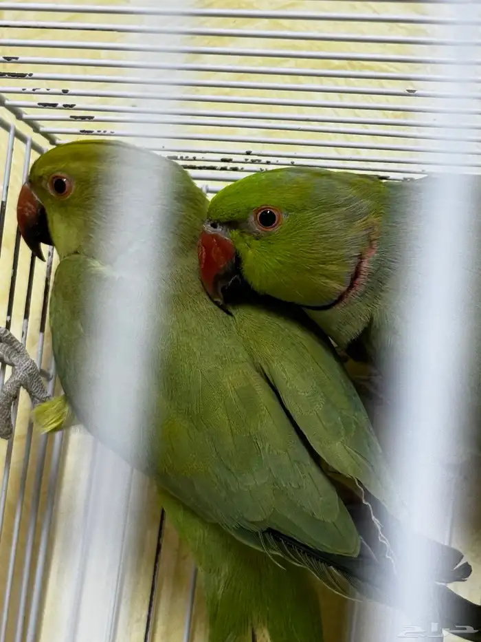 جوز دره هندي 1