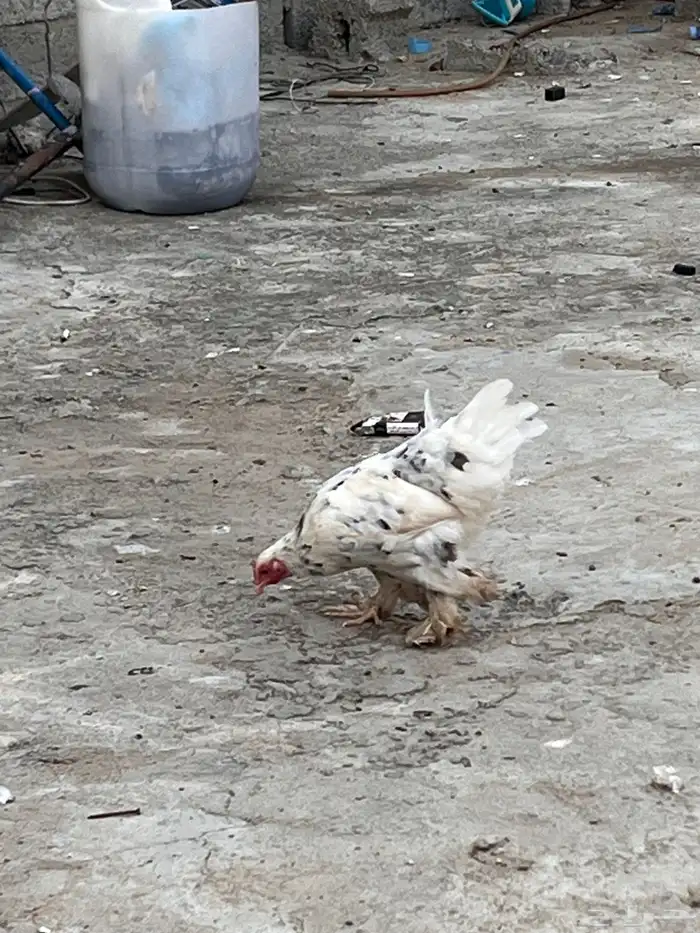 دجاج 1