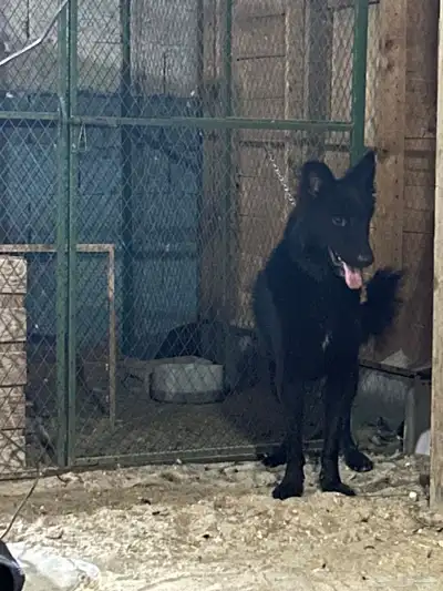 كلب جيرمن ذكر بلاك index