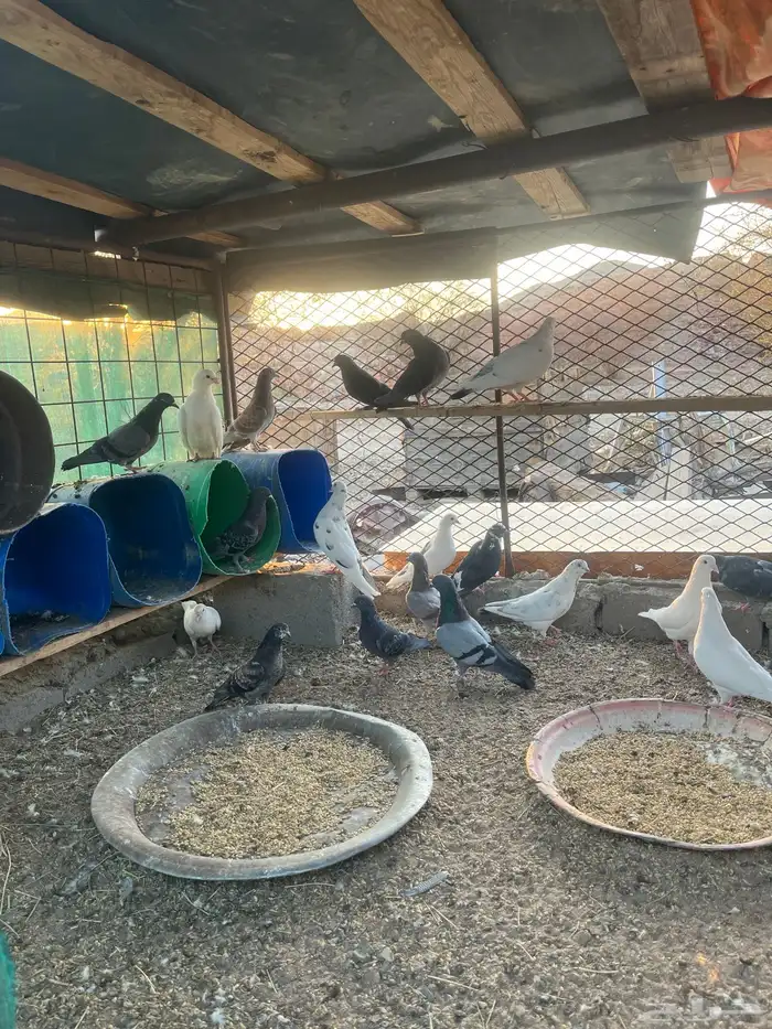 حمام مخلوط 1