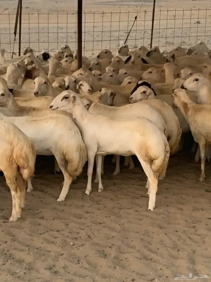 للبيع رخال دفيع منوة المقني 6