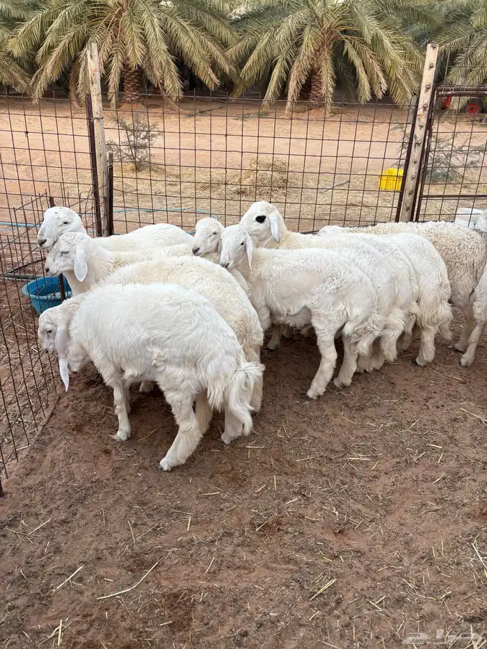 خرفان حريات 1