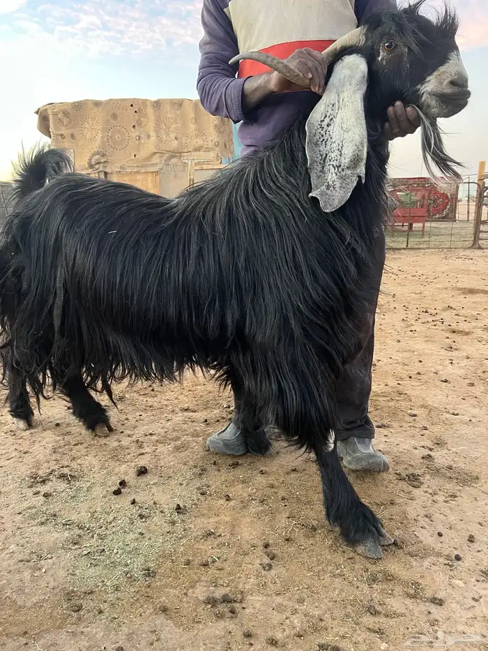 تيس عارضي فحل 0