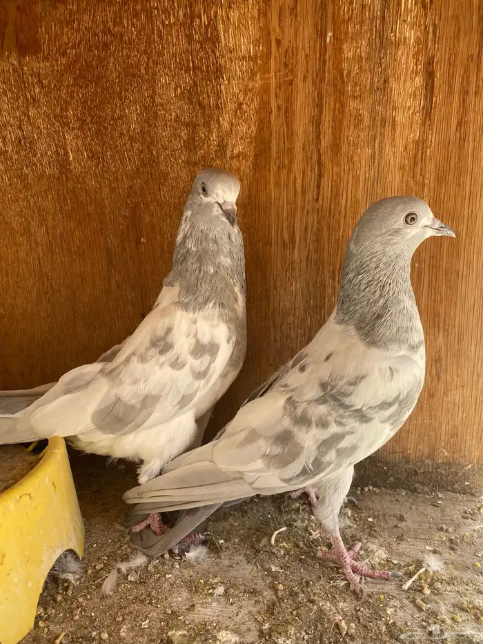 جوز باكستاني سليتي 3