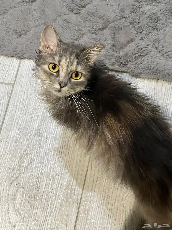 قطط شيرازي 2