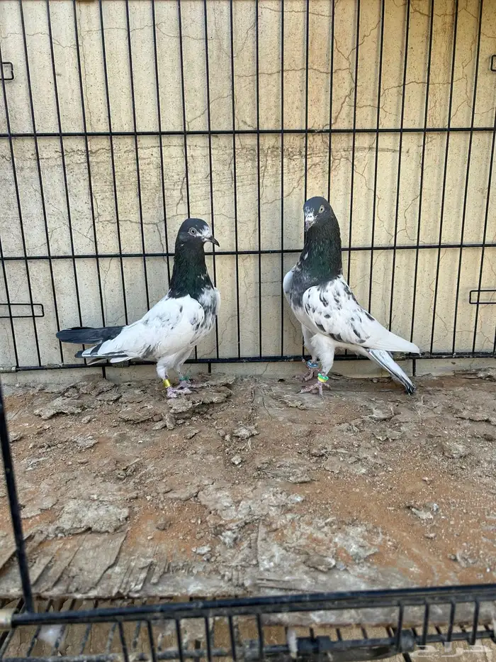 حمام باكستاني تم البيع 3