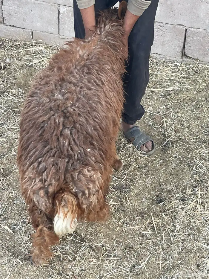 رخال نعيمي للبيع(تم البيع ) 2