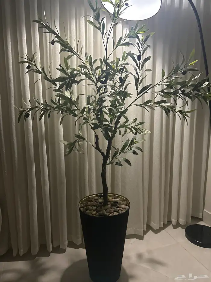 شجره زيتون زينه 0