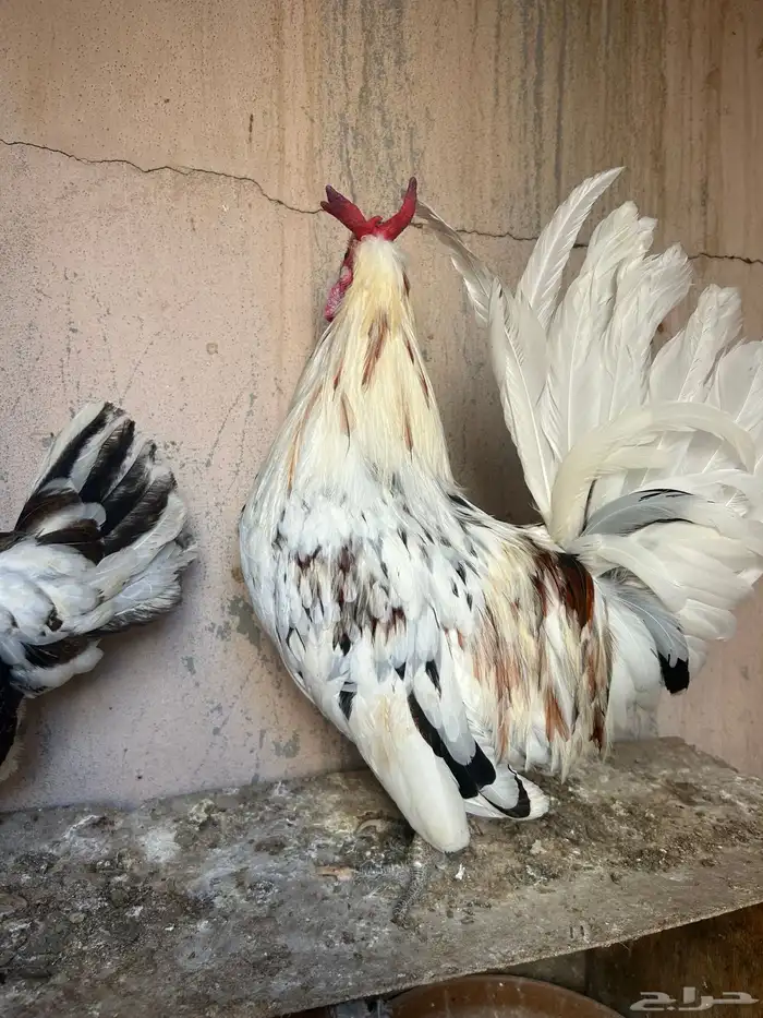 دجاج حباحب نصايف 0