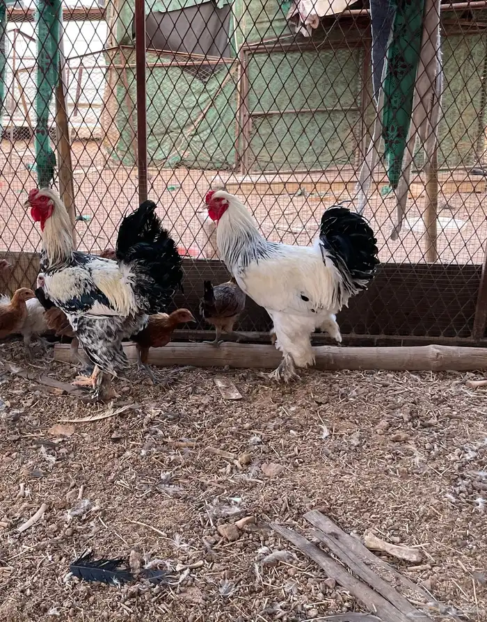 ديكه براهما 0