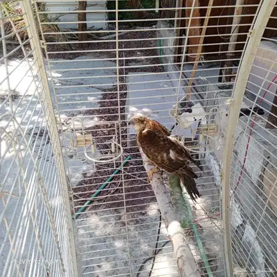 طير للبيع index