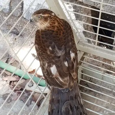 طير للبيع index