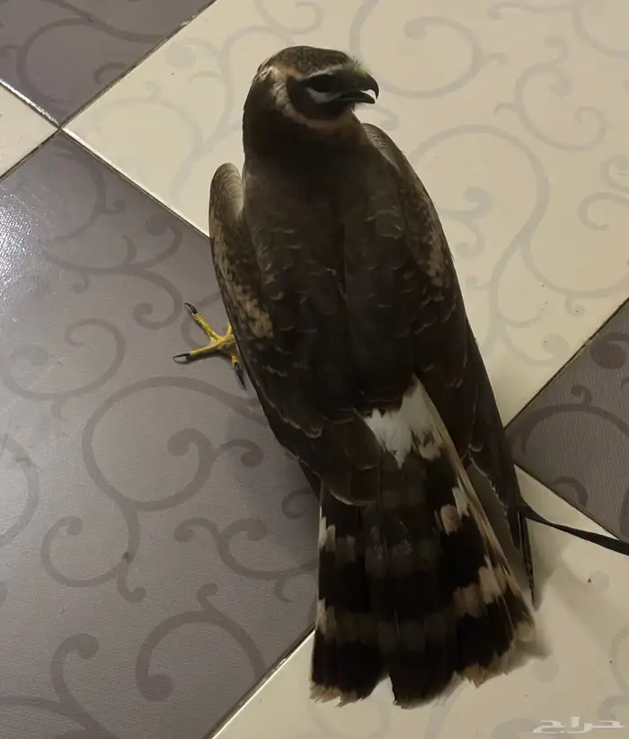 أهل الخبرة نوع الطير 1