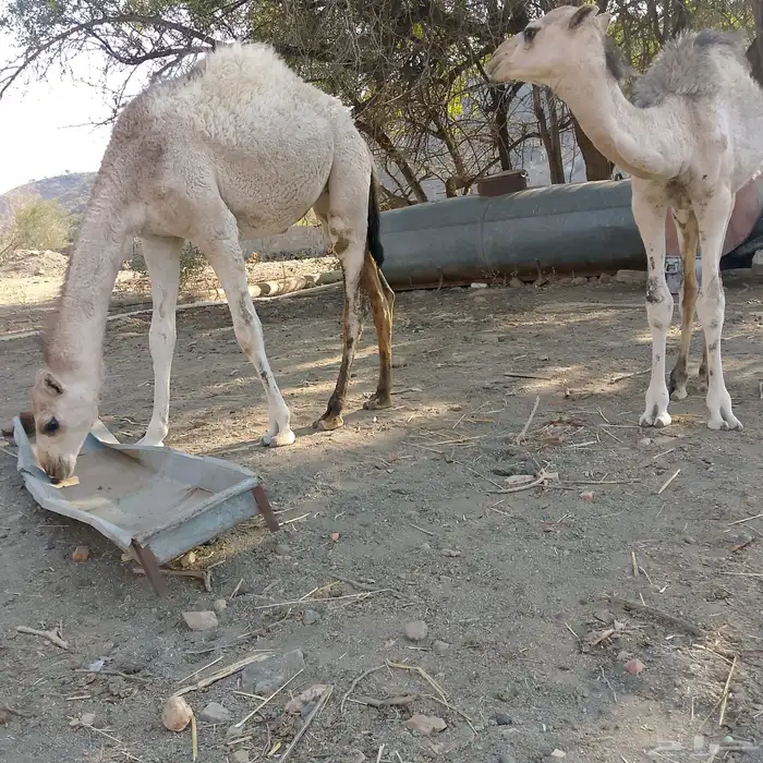 قعود للبيع وحاشي وبكره 2