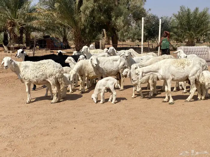 مراح حريات مواليد ولد 17 معها17 3