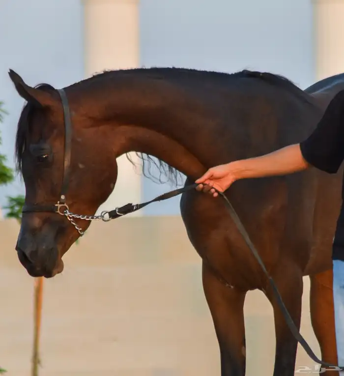 مهره ( واهو ) 1