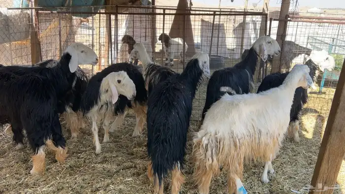 شياه نجد شبب 2