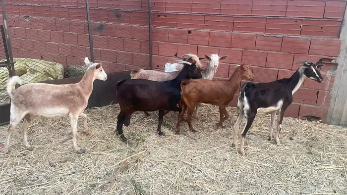 للبيع معزاء جنوبيات خوات بعض دفيع مشاءالله تبارك الله 2