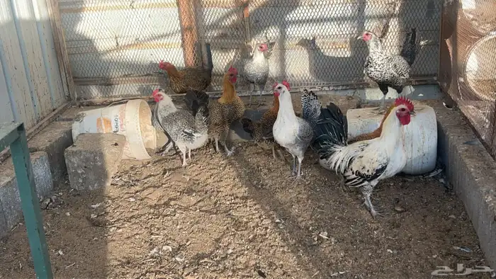 دجاج فيومي شرط بياض 1