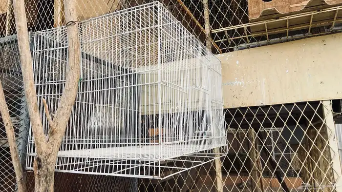 قفص طيور ب50ريال للبيع في بيشة 0