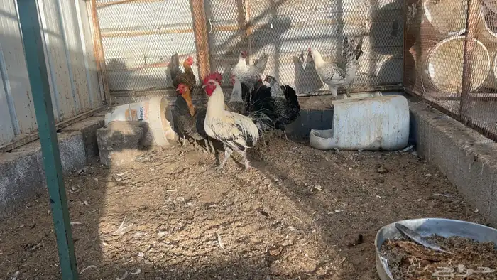 دجاج فيومي شرط بياض 2