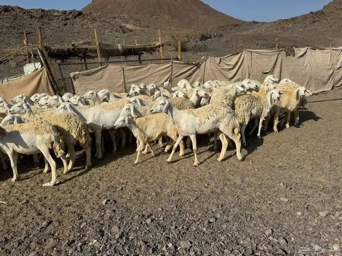 رخال حريات حرش صنف أصنف 11