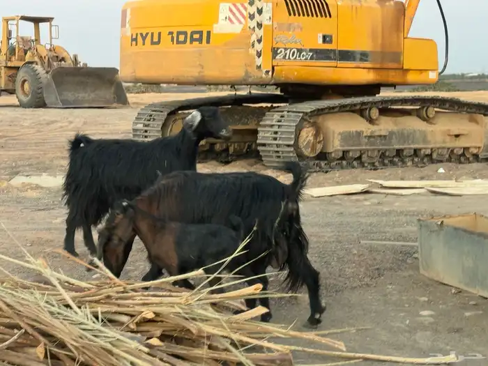 معزا متاويم تم البيع 8