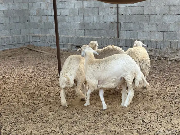 طليان مراح حريه 4