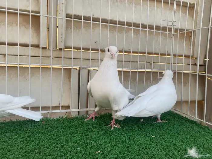 جوز قنادي غرانيق 2