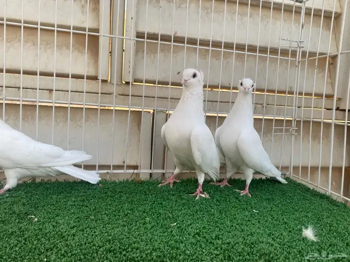 جوز قنادي غرانيق 0