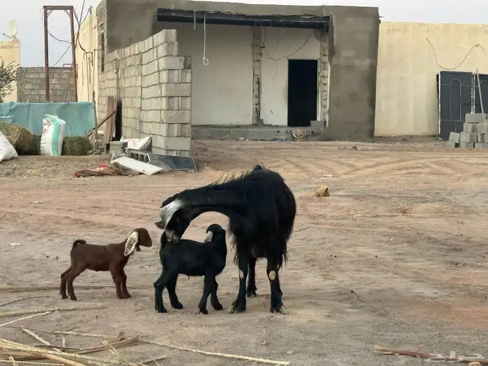 معزا متاويم تم البيع 4