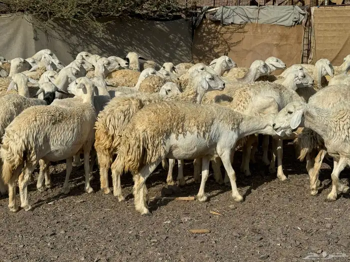 رخال حريات حرش صنف أصنف 3