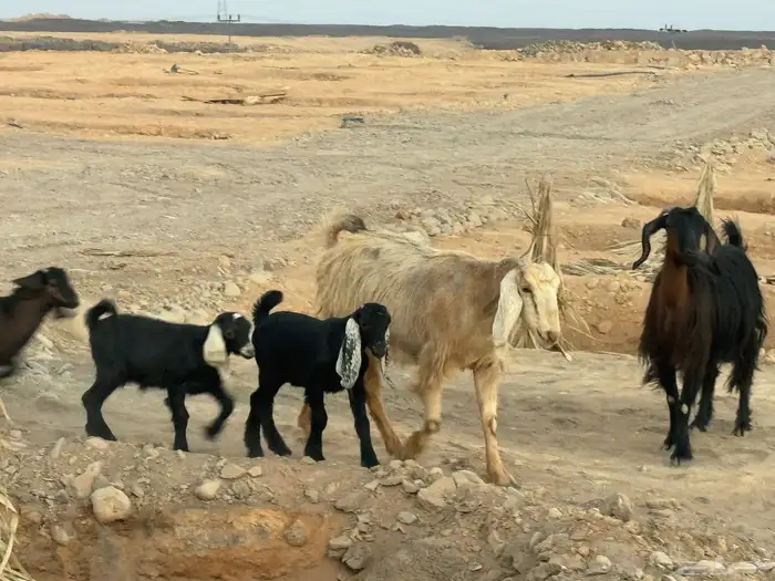 معزا متاويم تم البيع 5