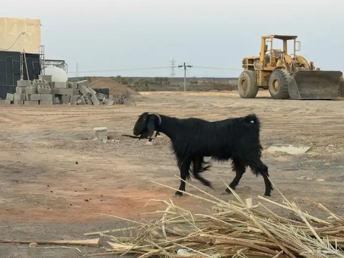 معزا متاويم تم البيع 2