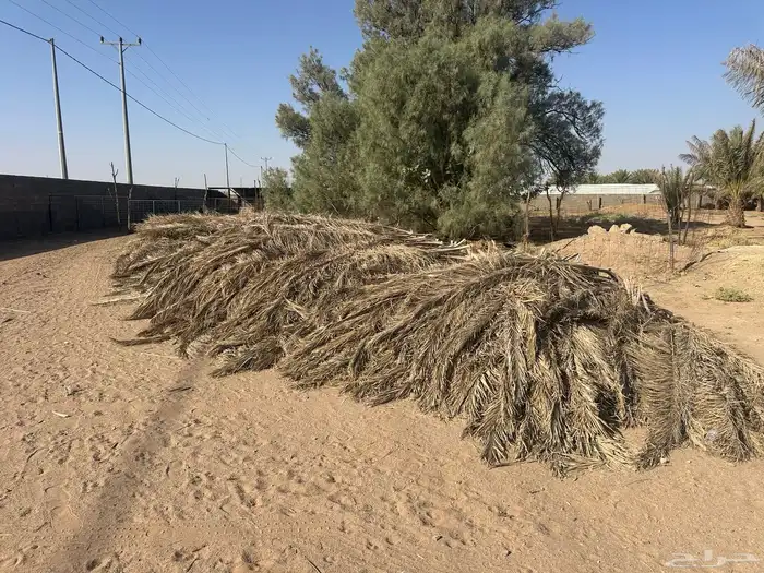 جريد او عسيب نخل 0