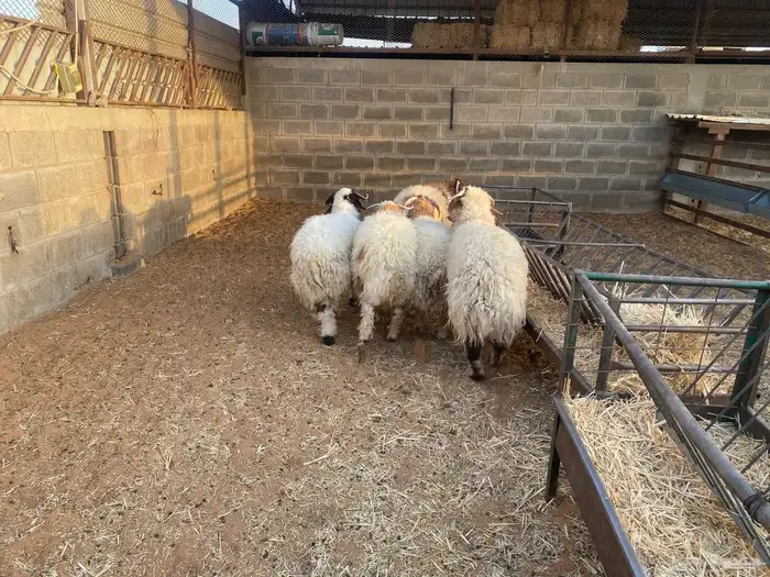 نعيم وتيوس للبيع سوق الجربوع 2