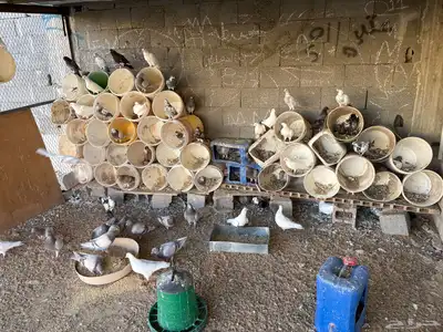 طيور حمام مشكلة index