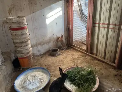 ذكور أرانب للبيع index