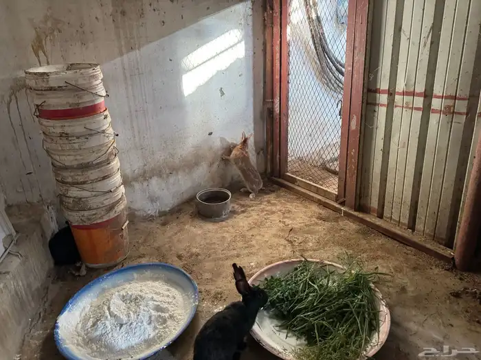 أرانب للبيع 1