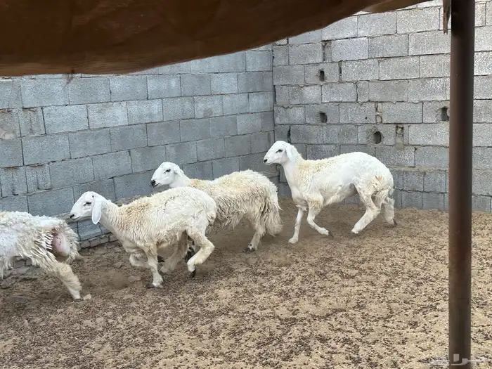 طليان مراح حريه 1