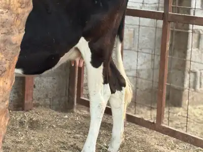 عجلتين لقاح طيبات index