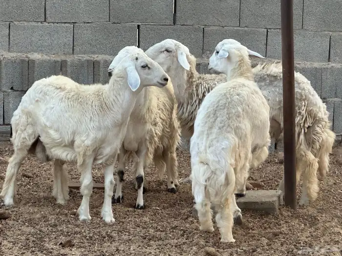 طليان مراح حريه 7