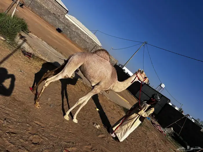 بكره فطيم للبيع 2